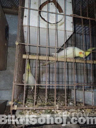 ককাটেল মাষ্টার পেয়ার ও বেবী